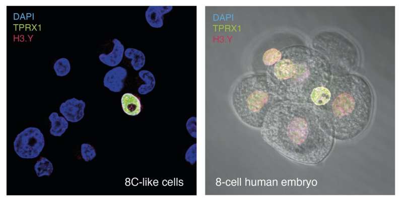 New stem cell population provides a new way to study the awakening of the human genome