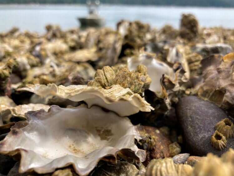 New study: 2021 heat wave created ‘perfect storm’ for shellfish die-off