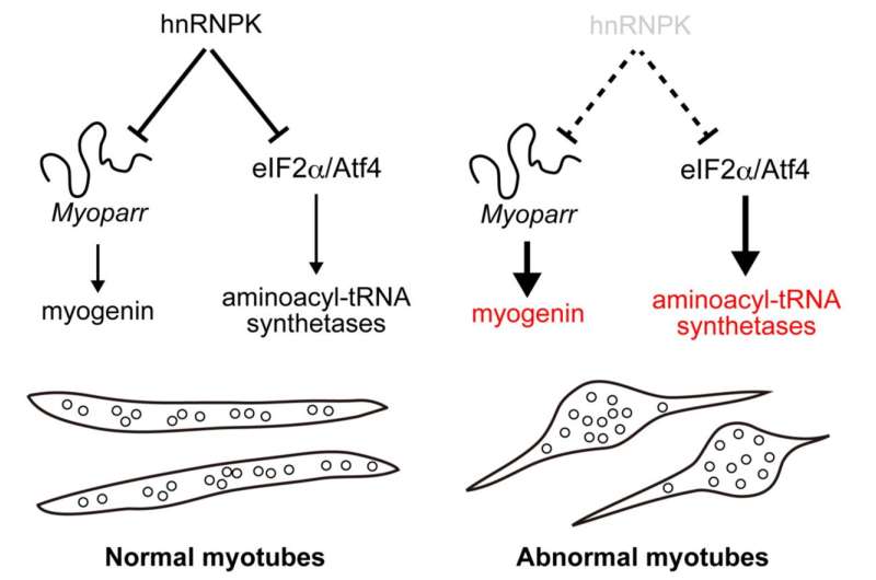 New study discovers novel inhibitory roles of hnRNPK in skeletal muscle cell differentiation