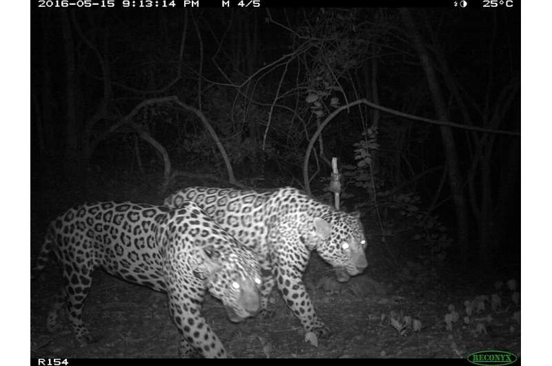 New study documents first male jaguar coalitions, challenging regard of species as strictly solitary