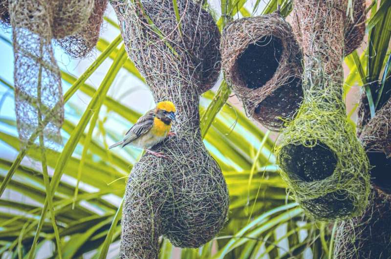 Новое исследование показало, что птицы строят висячие гнезда, чтобы защитить потомство от захватчиков.