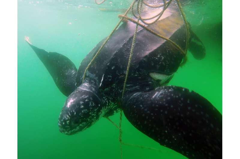 New study finds reporting entanglements of leatherback turtles is critical for survival