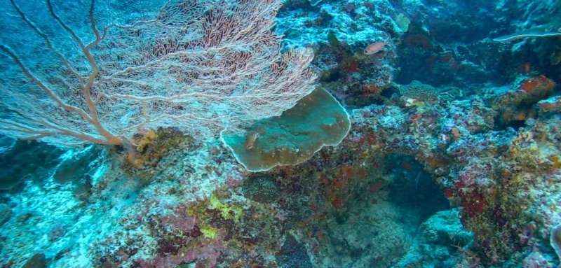 New study highlights urgent need to safeguard deep reefs—one of the largest and least protected ecosystems
