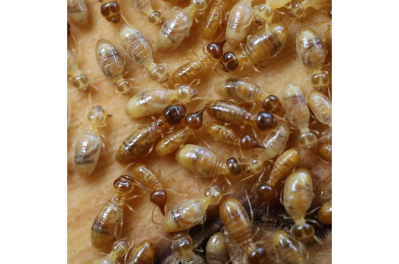 New study overturns popular theory on evolution of termite size