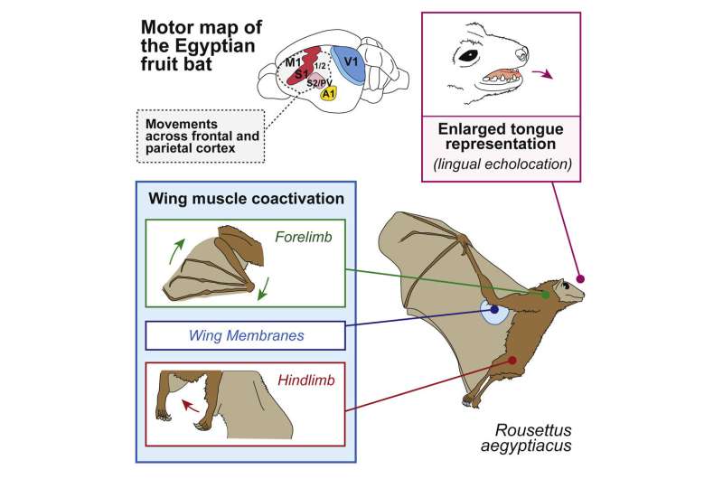 New study reveals how bat brains are organized for echolocation and flight