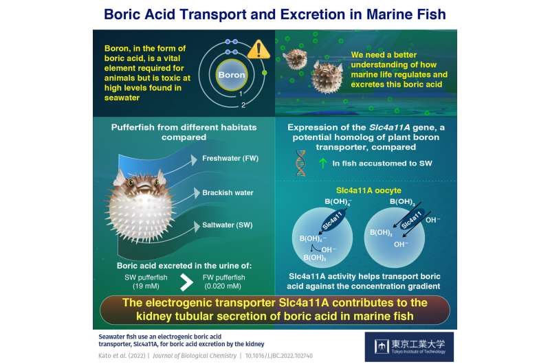 New study sheds light on boric acid transport and excretion in marine fish