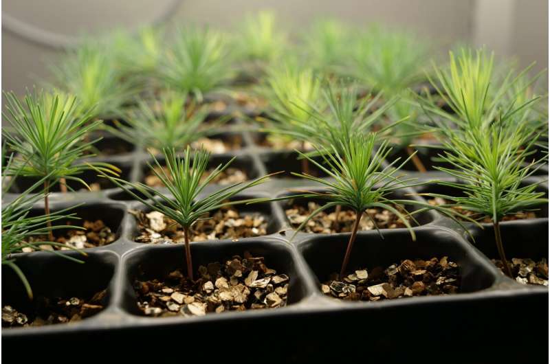 New study shows benefits of ammonium for pine root growth