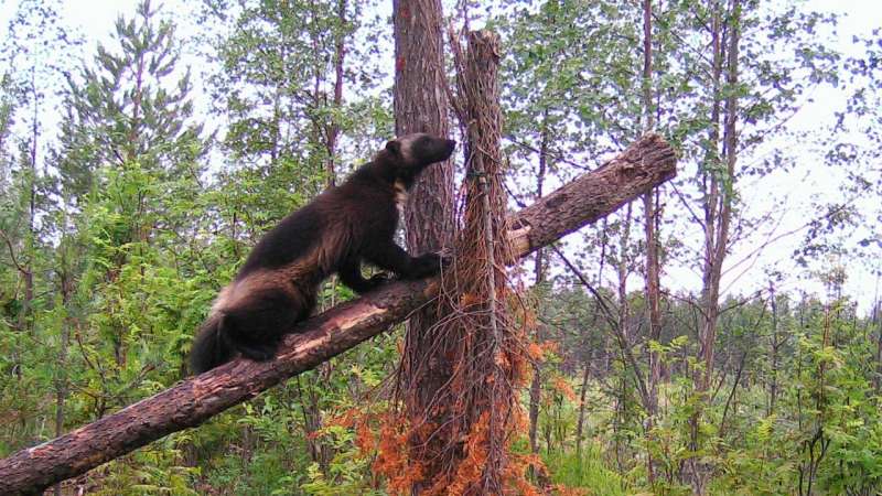 New study shows bridging two wolverine populations in Fennoscandia is necessary for conservation