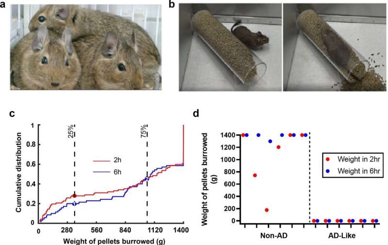 New study shows cognitively impaired degu is a natural animal model well suited for Alzheimer's research