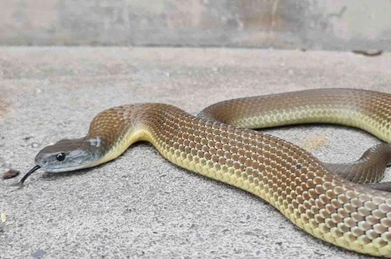 New study unlocks mystery origin of iconic Aussie snakes