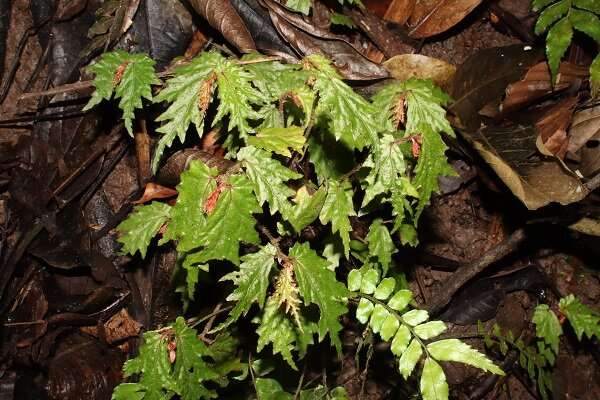 New Subspecies of Begonia Reported from Philippines