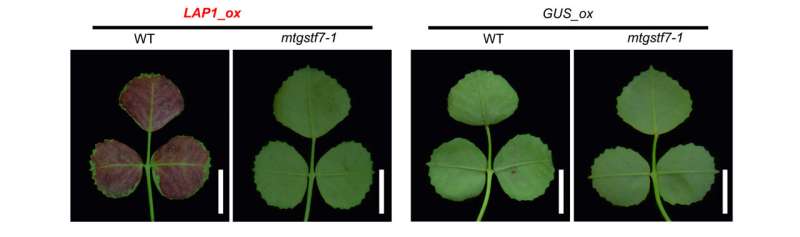 New target gene found for engineering anthocyanins in plants
