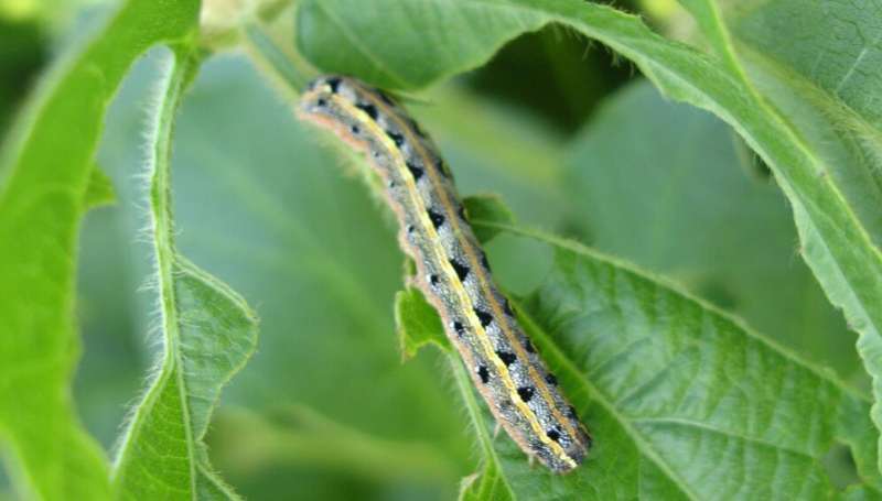 New tech fights fall armyworm by letting offspring die