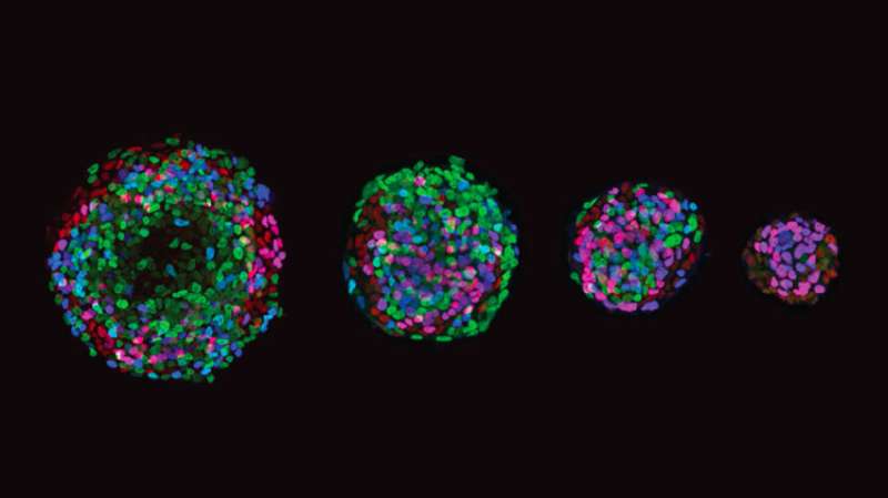 new technique could provide powerful insights into early cell differentiation