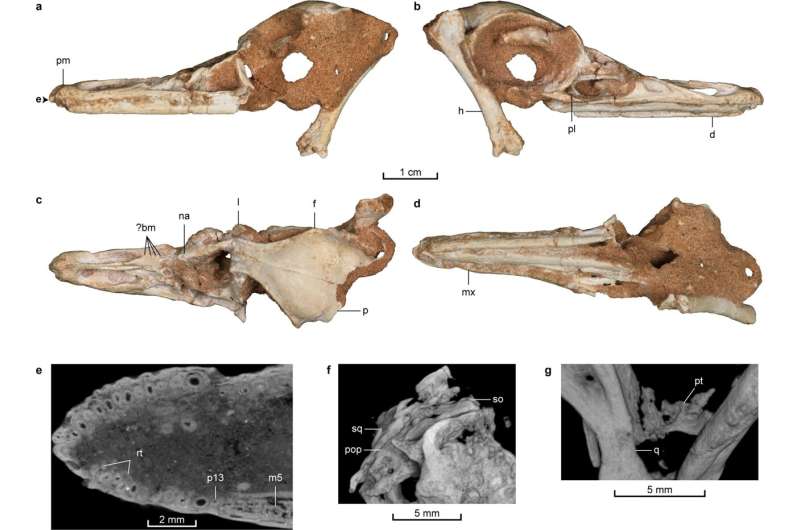 New toothy diving dinosaur discovered