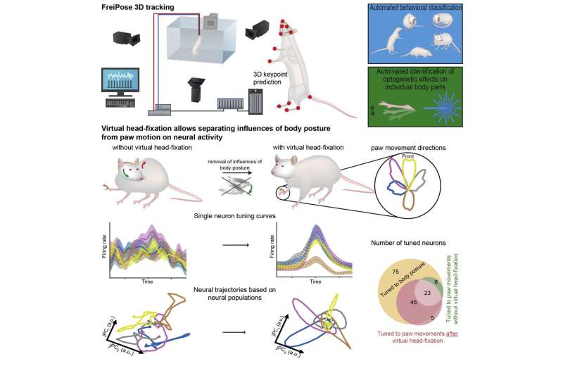 New tracking method enables measurement of neuronal activity during the movement of individual body parts
