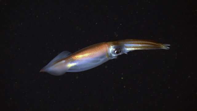 New Underwater Camera Records Stunning 4K Video of Deep-Sea Animals and Habitats