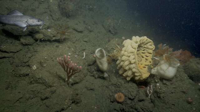 New underwater camera records stunning 4K video of deep-sea animals and habitats