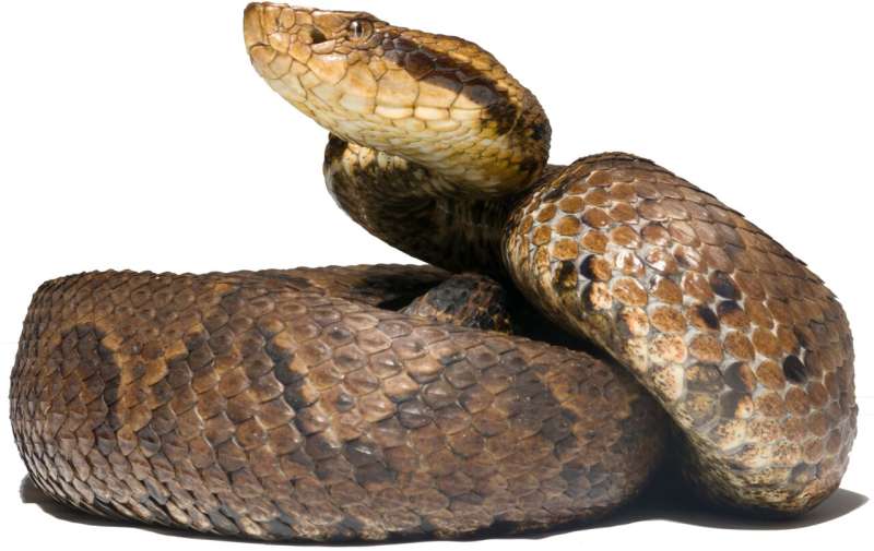 Neue Giftschlangen in Kolumbien entdeckt: Taxonomische Einordnung erleichtert medizinische Hilfe bei Schlangenbissen