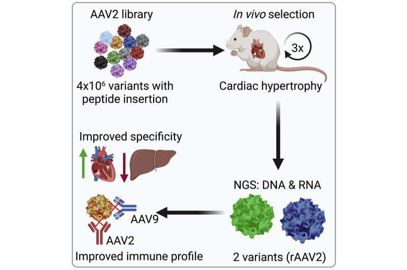 New viral vectors for targeted gene therapy of the heart muscle