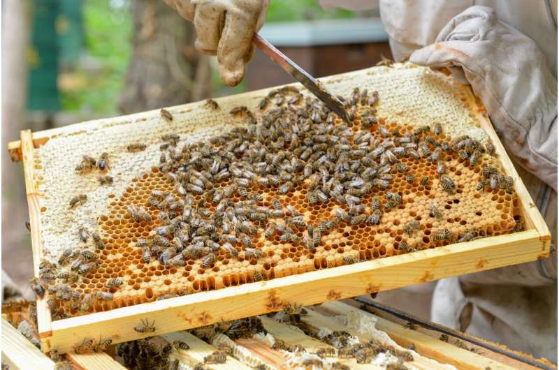 New virus variant threatens the health of bees worldwide