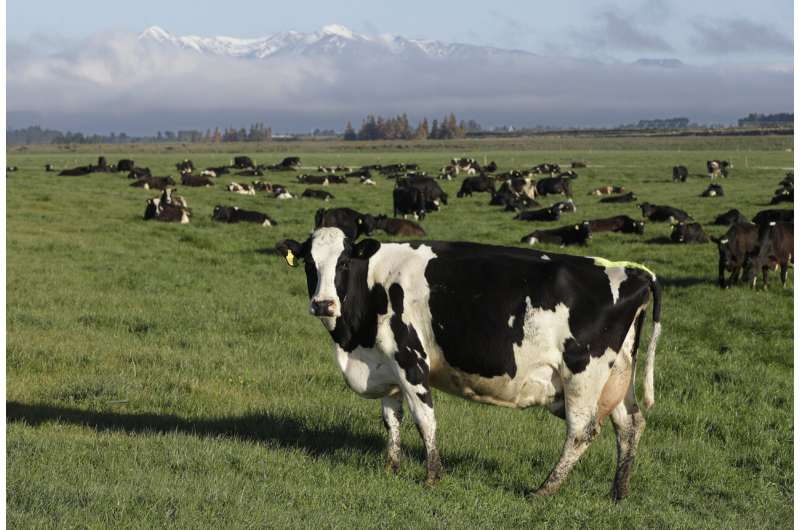 New Zealand targets cow burps to help reduce global warming