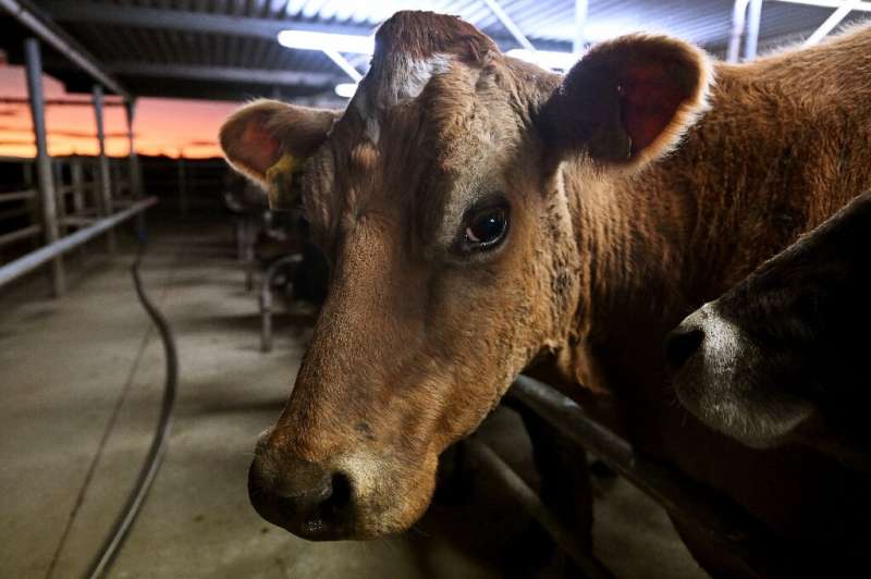 New Zealand's government has amended controversial plans to tax the greenhouse gas emissions from farm animals