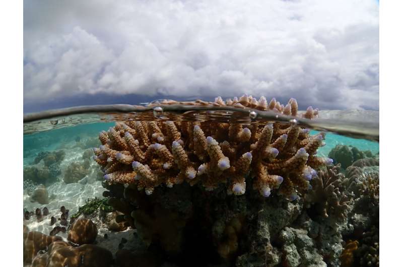 Newcastle University research reveals remarkable variability in coral heat tolerance