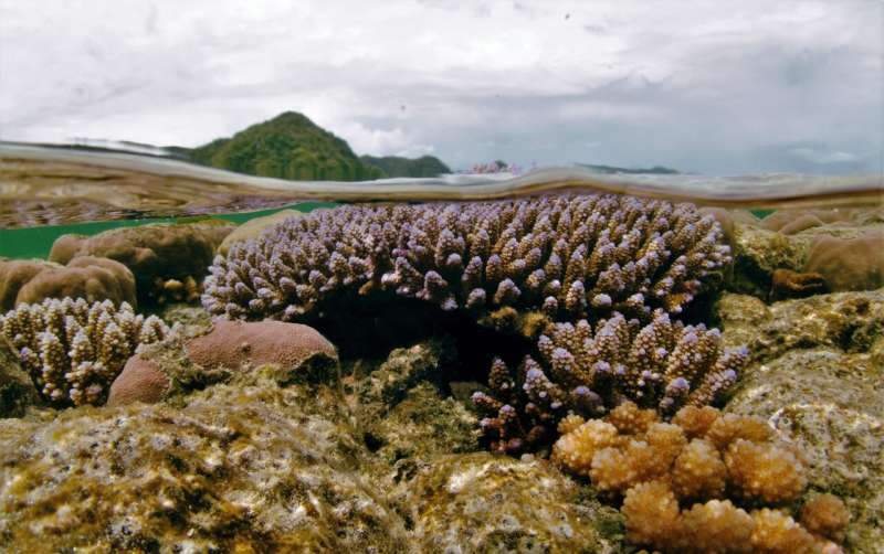 Newcastle University research reveals remarkable variability in coral heat tolerance