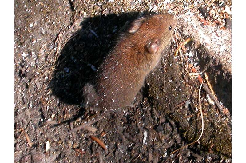Newly discovered coronavirus common in bank voles