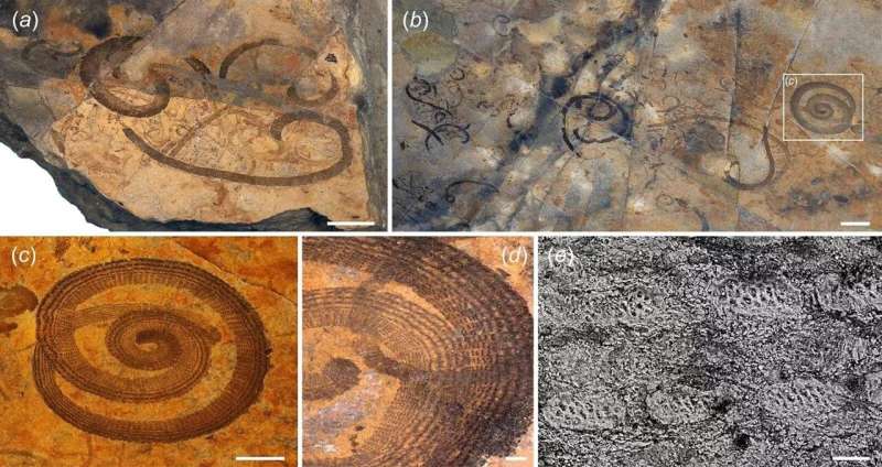 Newly discovered Liexi fauna reveals early stage of great Ordovician biodiversification event