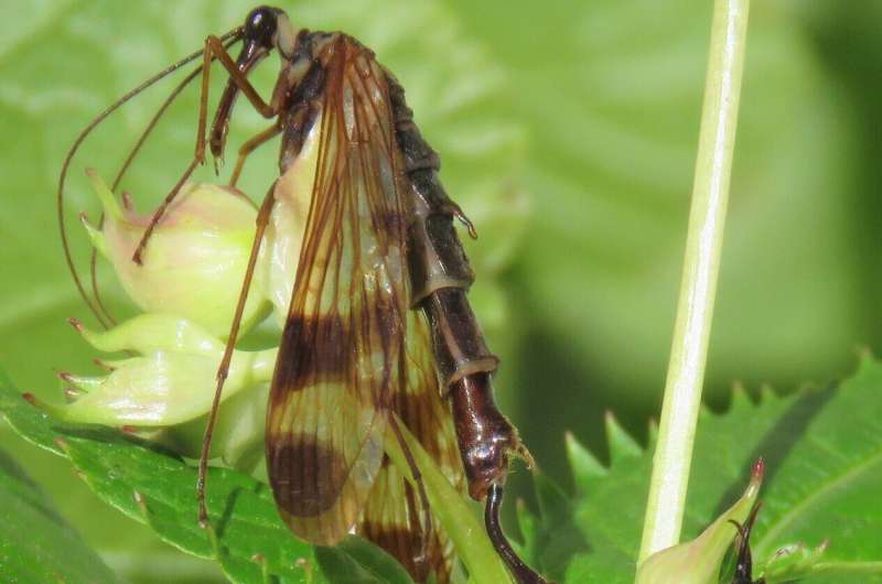 Newly discovered scorpionfly genus with bizarre appearance