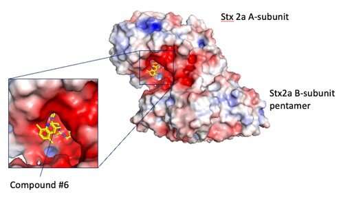 Newly identified compound binds to Shiga toxin to reduce its toxicity