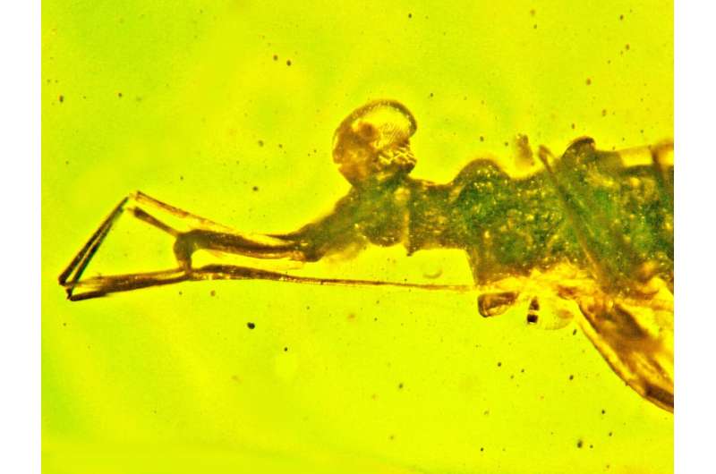 Newly identified fossil insect used 360-degree vision and sticky feet to find and snare its meals