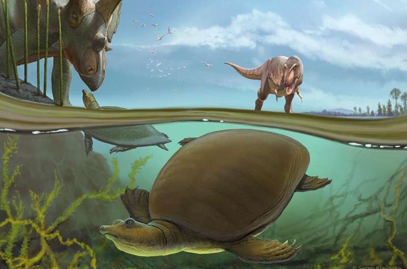 تم التعرف على السلاحف الناعمة القشرة حديثًا تعيش جنبًا إلى جنب مع T. rex و Triceratops