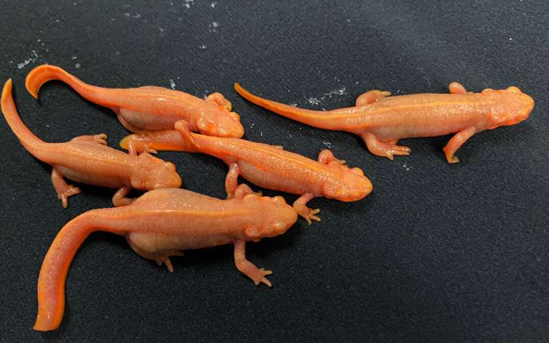 Newts unleashed: Limb muscle regeneration needs metamorphosis and body growth