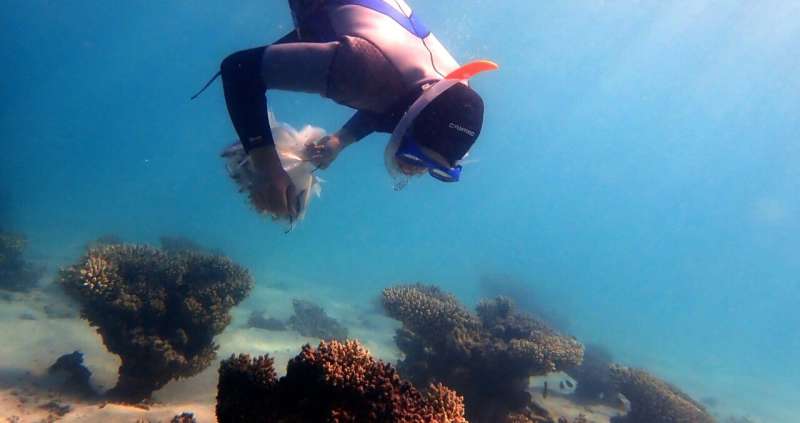 Ningaloo corals are ill-equipped to handle future climate change