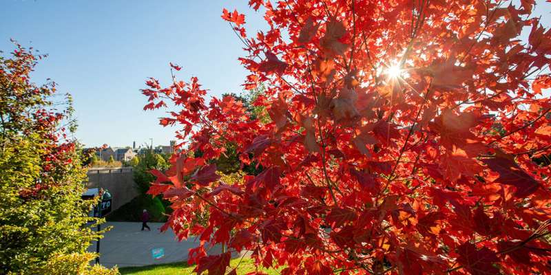 No, autumn leaves are not changing color later because of climate change