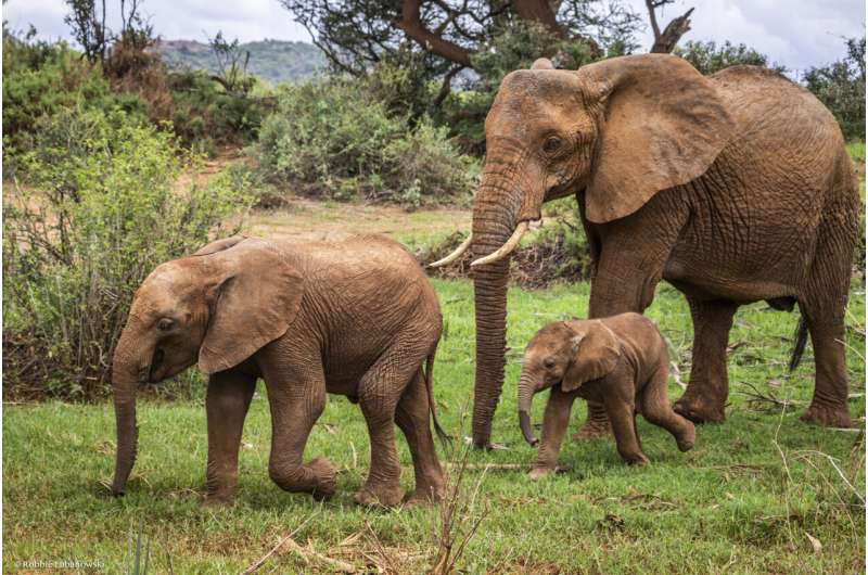 No rest for new elephant mothers