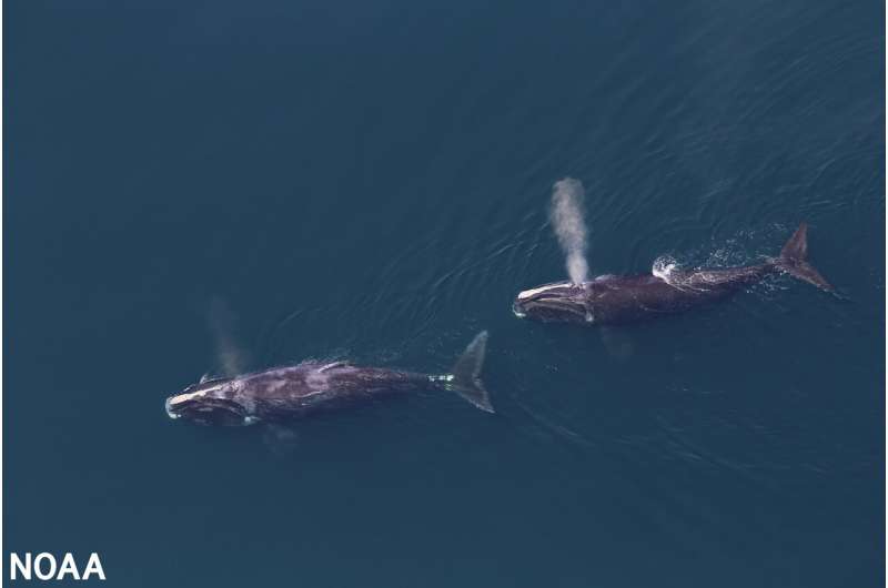 NOAA and BOEM announce draft offshore wind, North Atlantic right whale strategy
