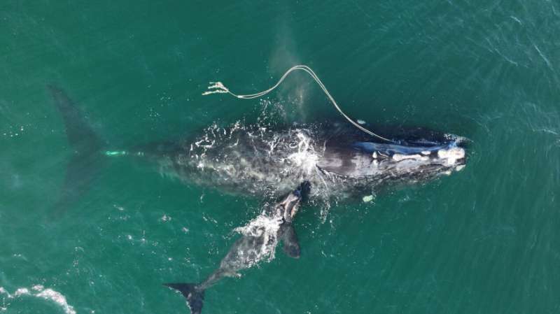 NOAA proposes new vessel speed regulations to protect North Atlantic right whales