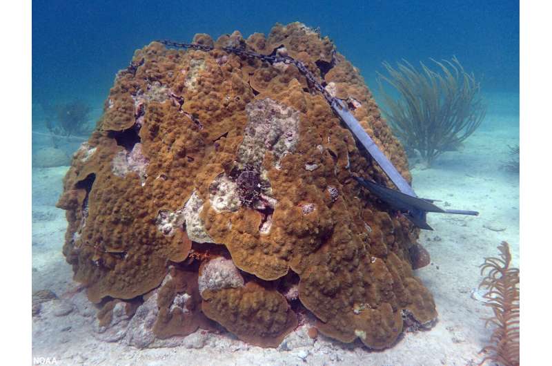 NOAA releases proposal to restore protected Florida Keys habitats