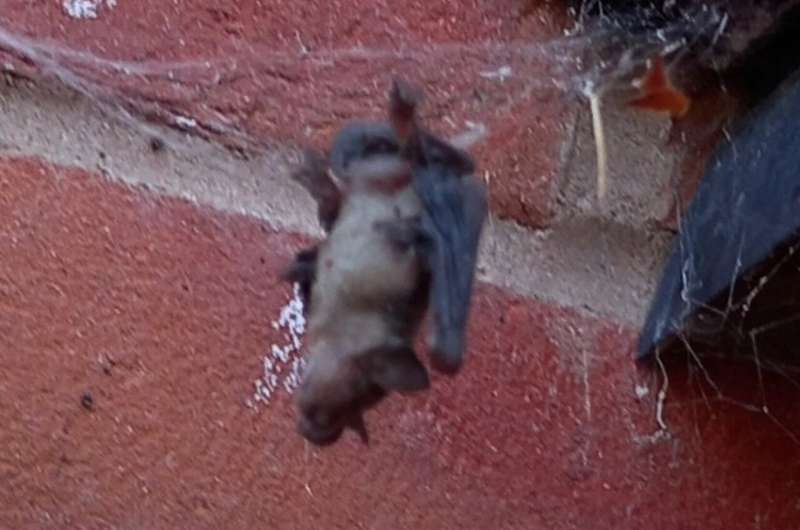 Noble False Widow Spider captures bats in the attic