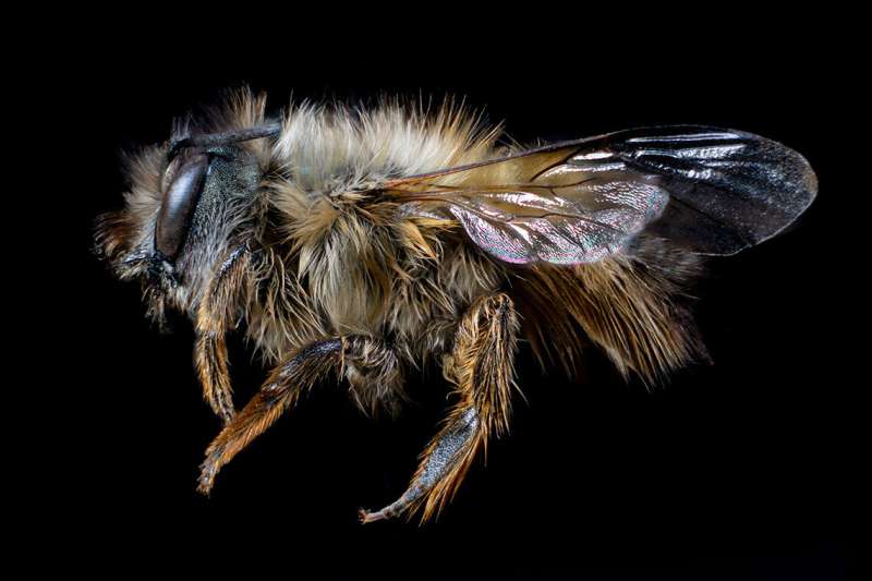 Non-native bees discovered in Canada may pose serious threat to native mason bee populations