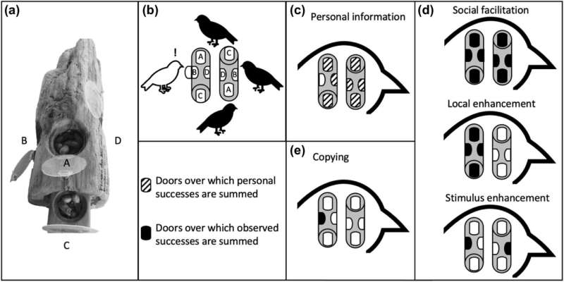 يفاجئ جايز غير الاجتماعي العلماء من خلال التعلم بمهارة مثل الطيور التي تعيش في مجموعات