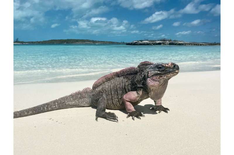 Northern Bahamian rock iguanas are listed as vulnerable to extinction by the International Union for Conservation of Nature