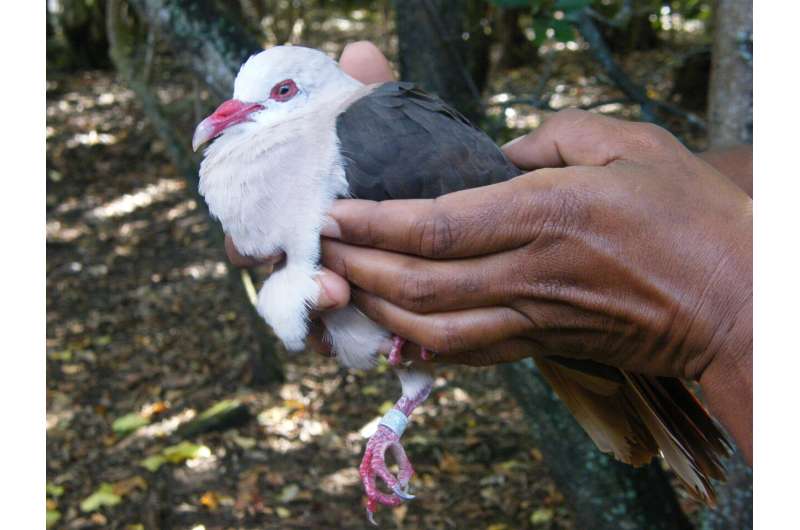 Not everything is pink for the pink pigeon, the study found