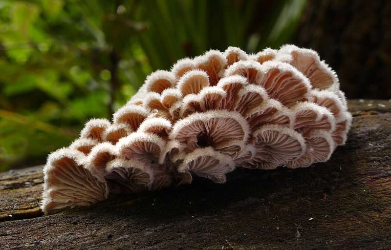 Not all mushrooms are alike—how fine underground braids could remedy heavy metal contamination