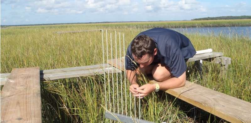 Not waving, drowning: why keeping warming under 1.5℃ is a life-or-death matter for tidal marshes