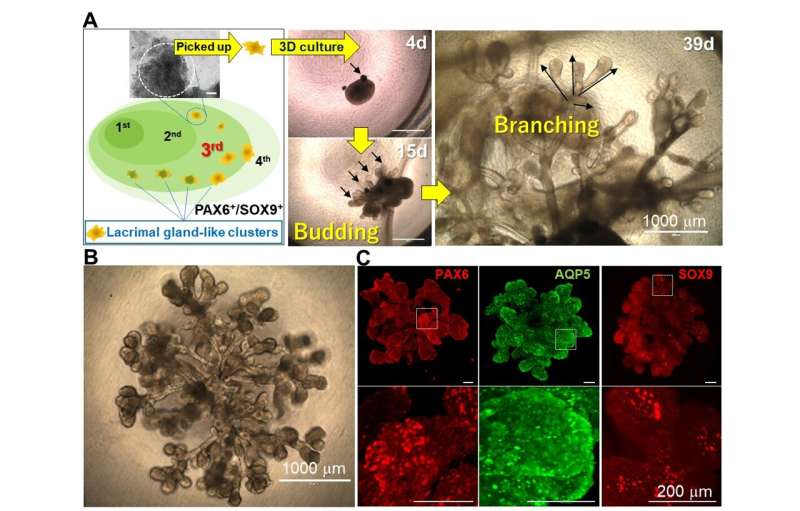 Nothing to cry about: the development of tear duct organoids
